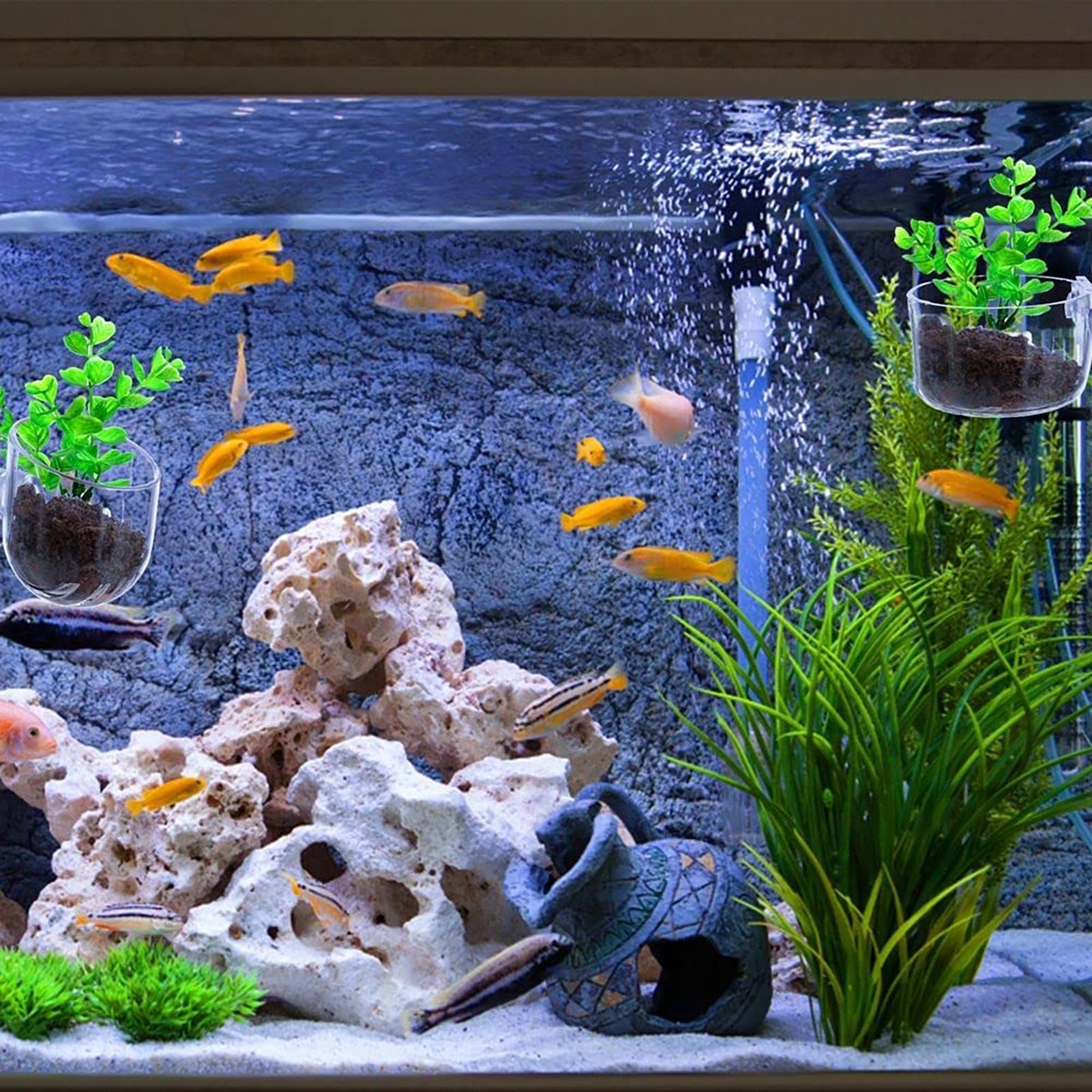 Aquatic Plant Pot Clear Acryli - đánh giá và giá Hydroponic Grow Pod